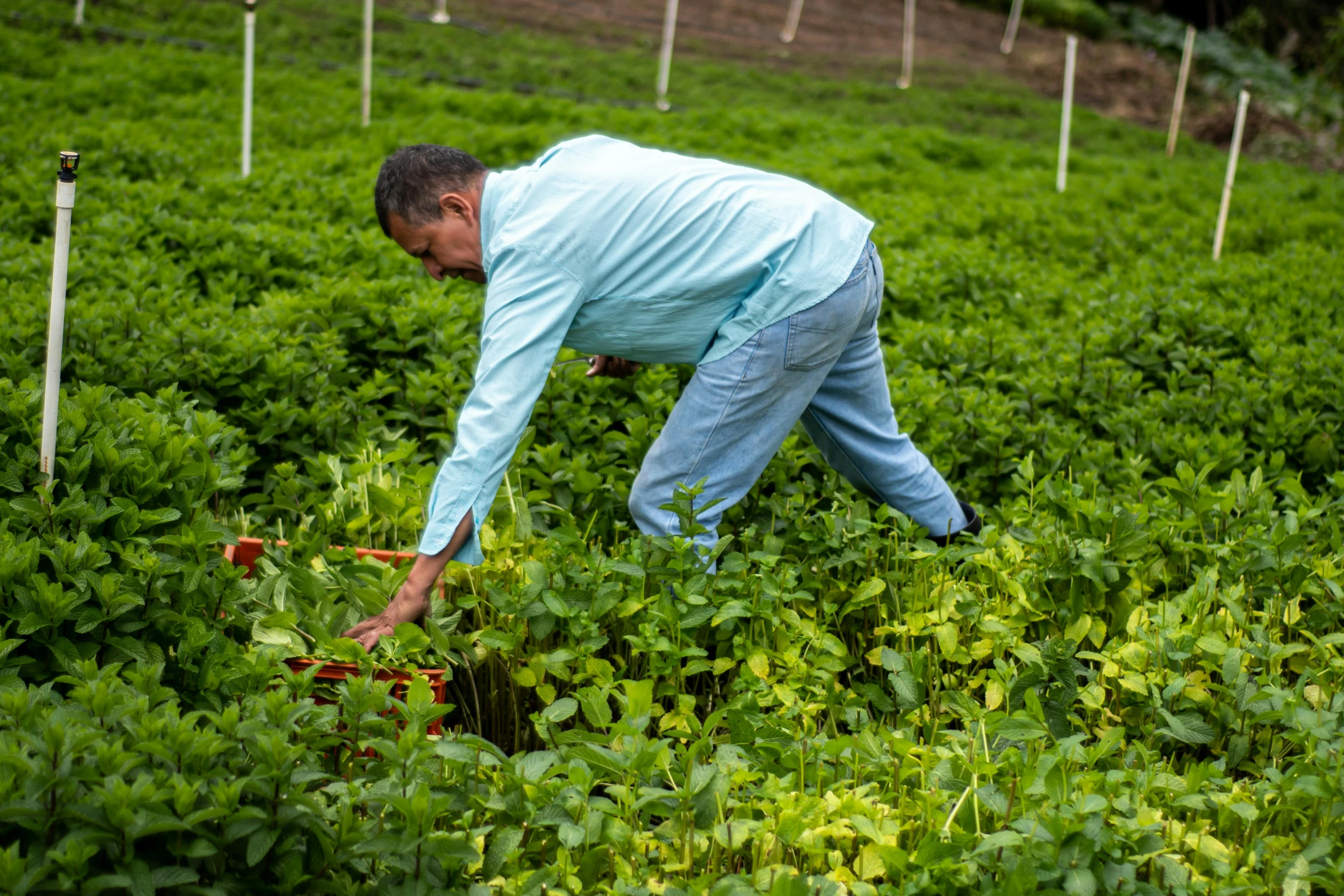 an image of a man picking flowers in the field