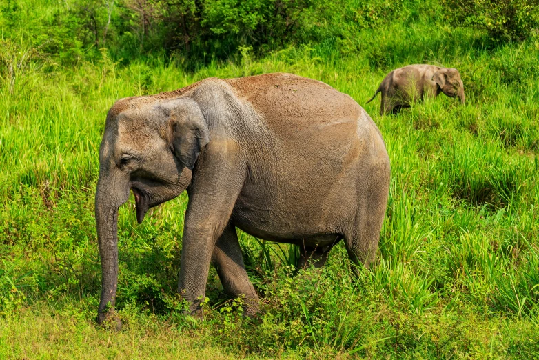 an elephant with very wet skin walking through the grass