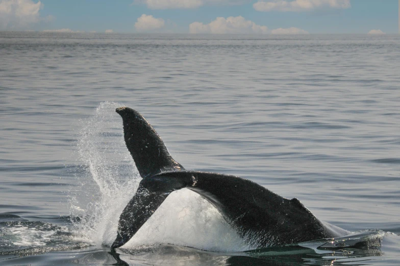 a whale is seen splashing up out of the water