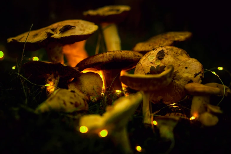glowing mushrooms on the ground lit up with fairy lights
