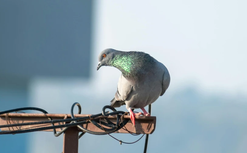 the bird is sitting on top of a wooden perch