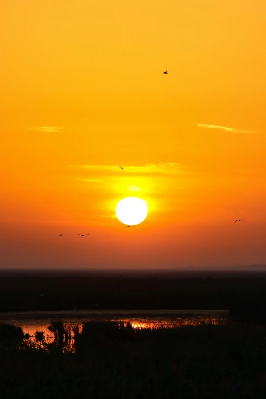 sun setting over river with birds flying in the sky