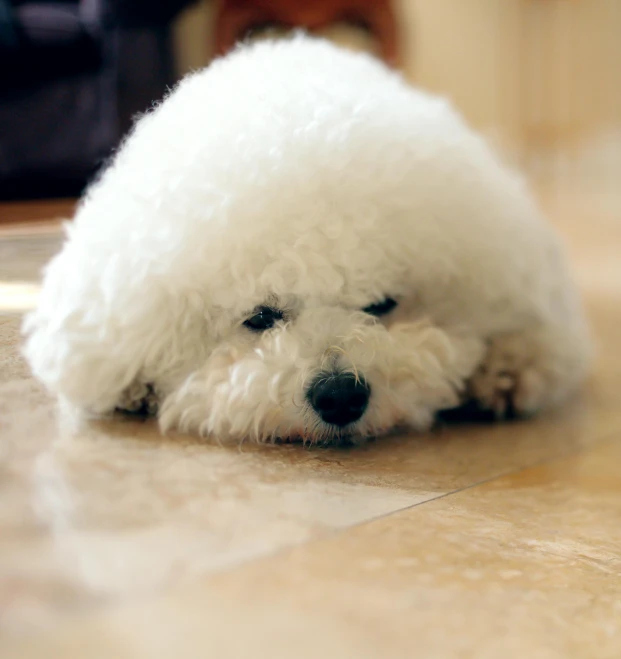 a white puppy with his head on the floor