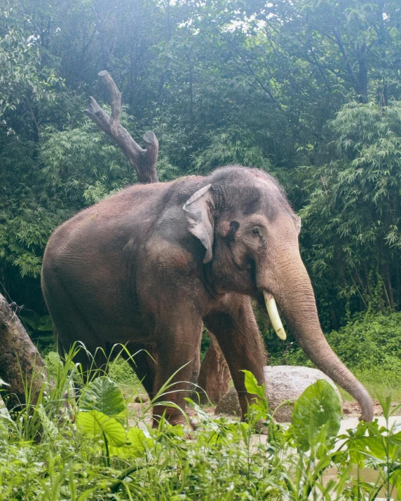 an elephant in the wild on a path