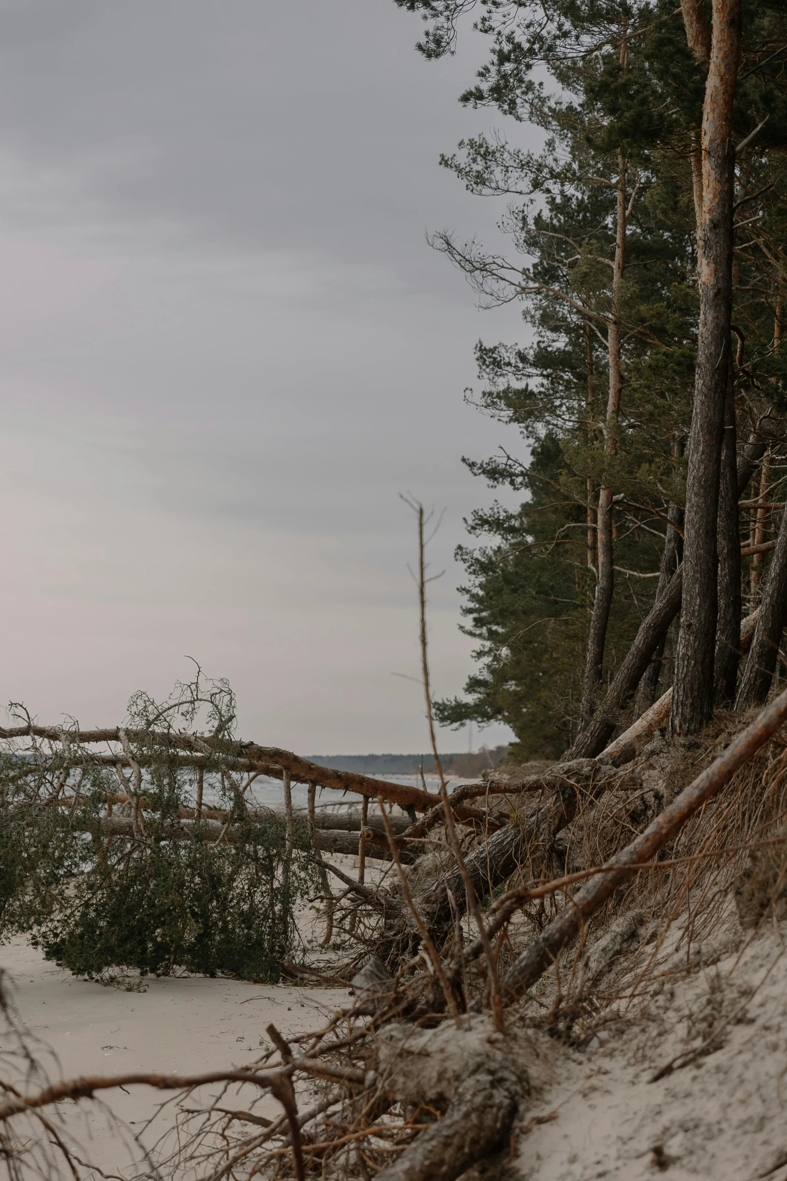 a man is standing in the middle of a group of trees on the shore of the water