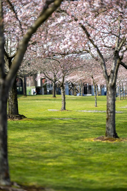 a row of trees on a green field