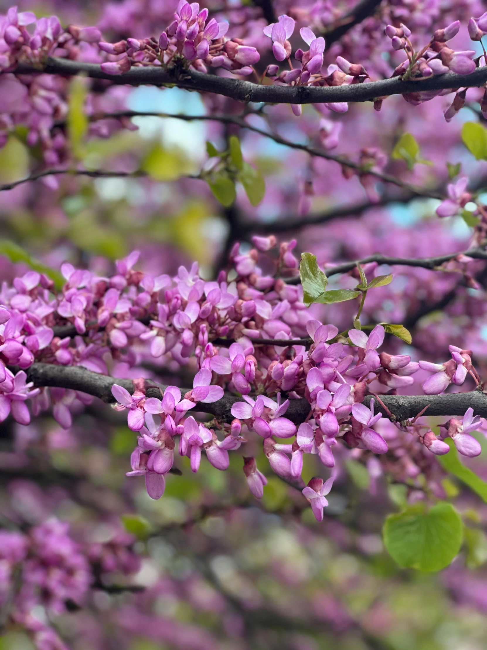 there are many pink flowers in the trees