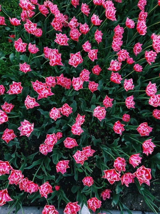 several large, red flowers sit in the midst of some rocks