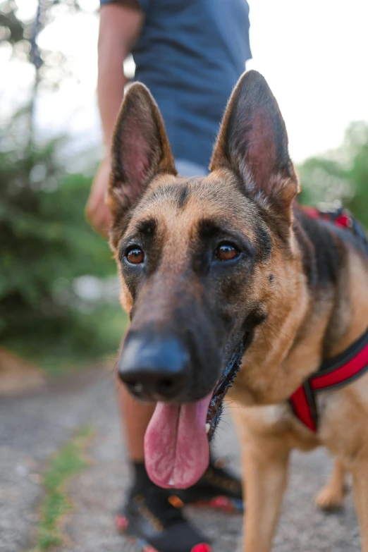 a german shepherd is on the leash outside