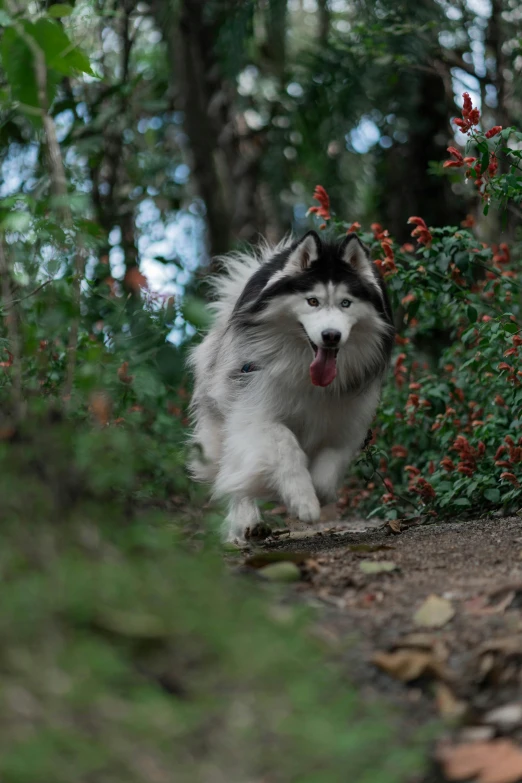 a furry dog running through some vegetation and flowers