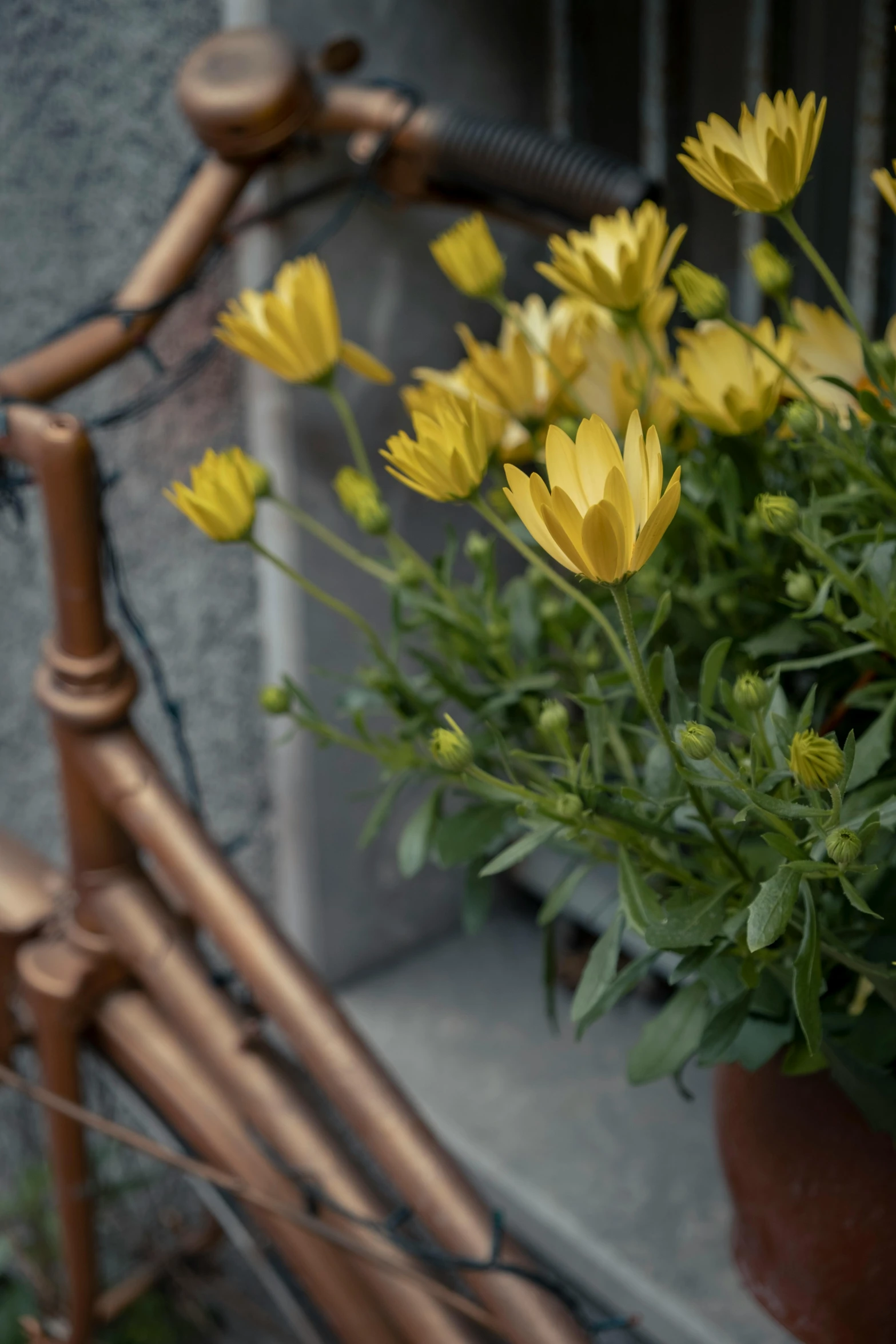 flowers in a pot along a bike handlebar