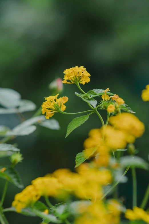 a yellow flower in the middle of green leaves