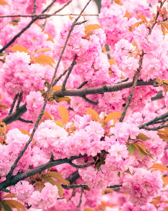 this is a bunch of pink flowers on the tree