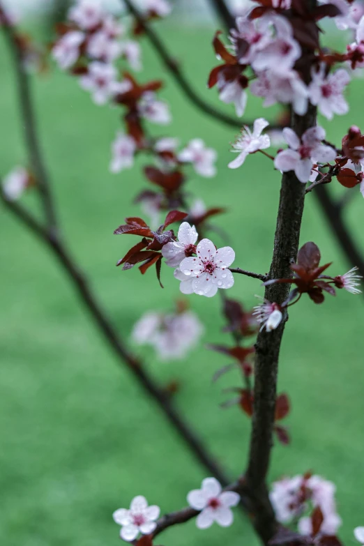 there is a flowered tree with lots of flowers