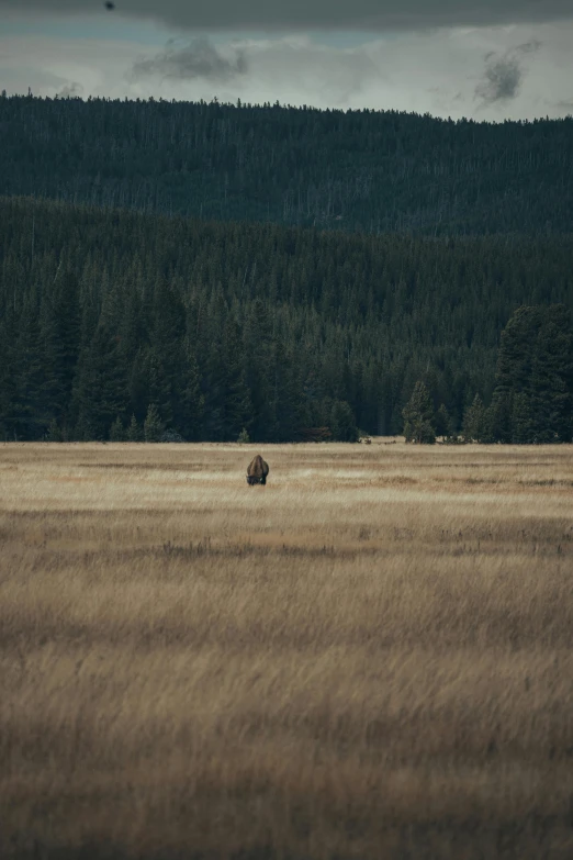 a lone bison in the middle of a wide open field