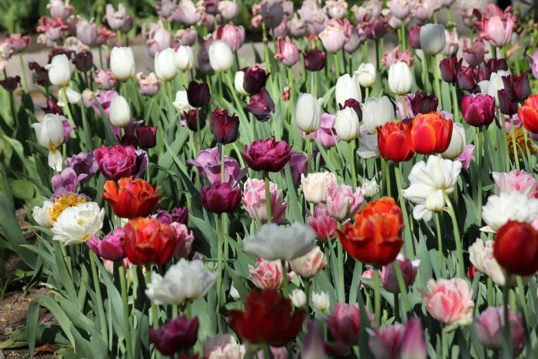 lots of pink, white and red tulips blooming in a garden