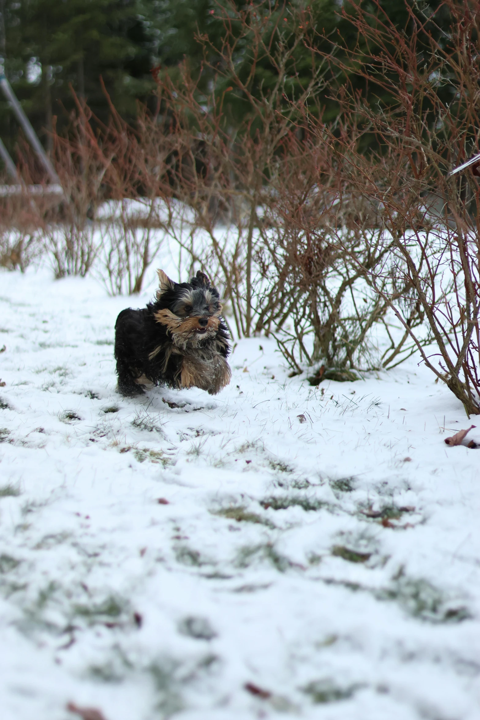 the small dog is enjoying playing in the snow