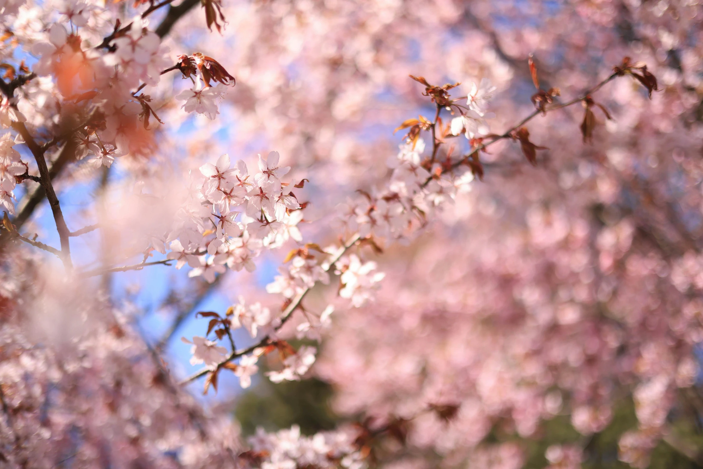 the nches of a cherry blossom tree are shown with a blue sky in the background