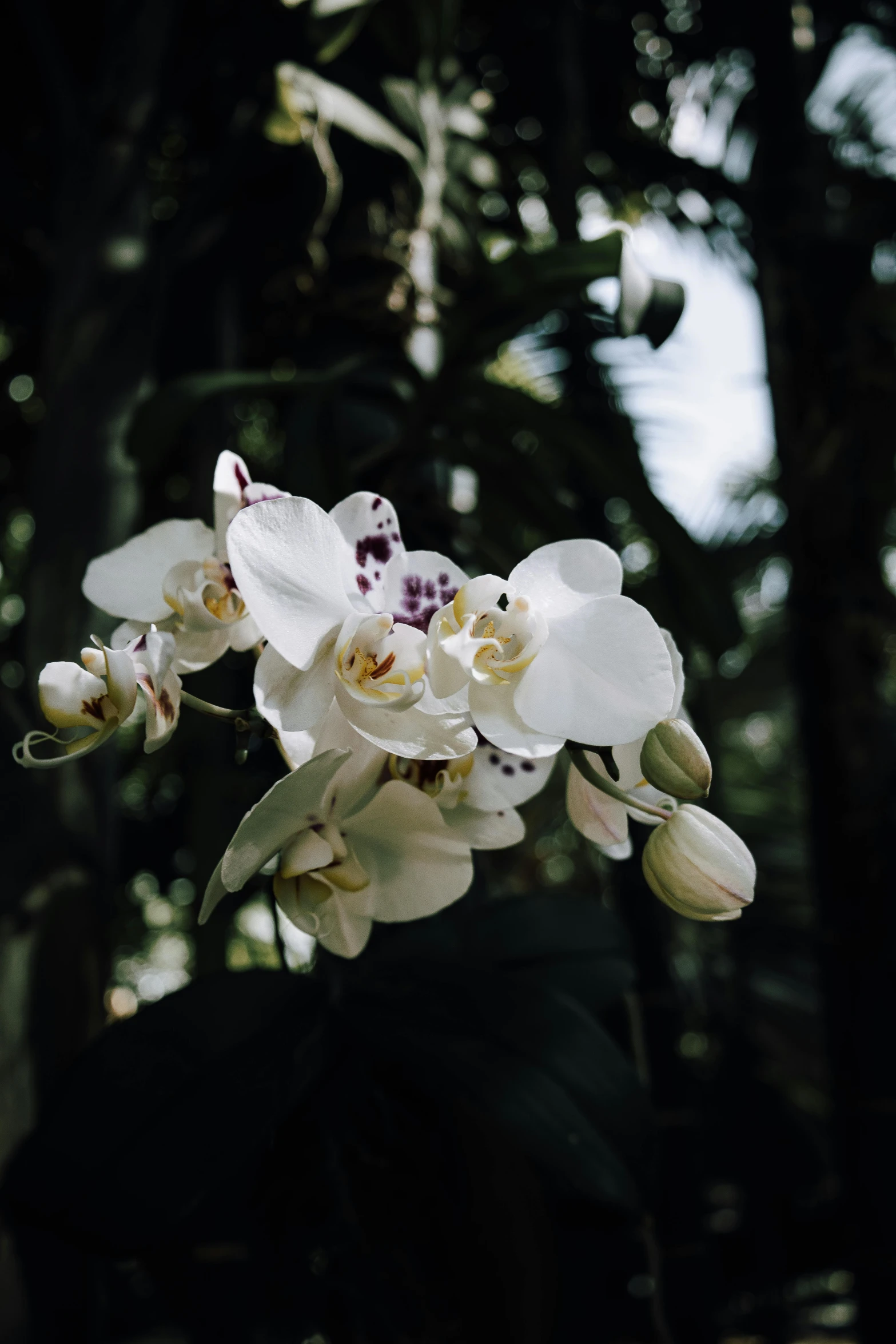 a close up po of a white flower with many petals