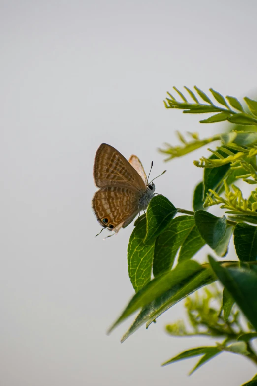 an orange erfly is sitting on top of the leaves of a green plant