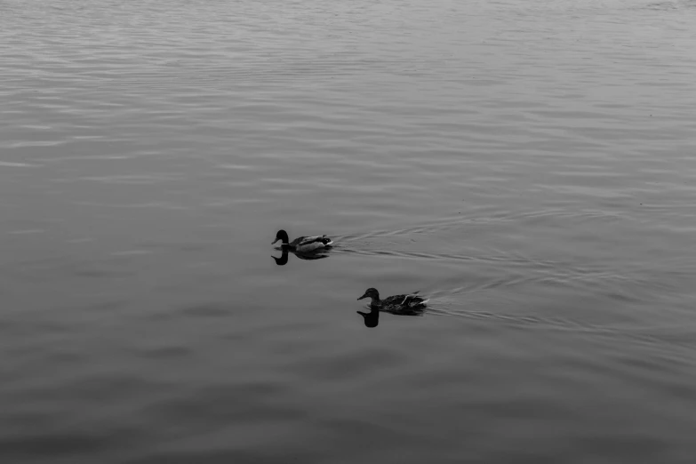 two ducks in the water near one another