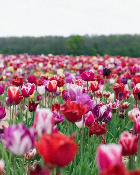 field of colorful tulips in open fields near water