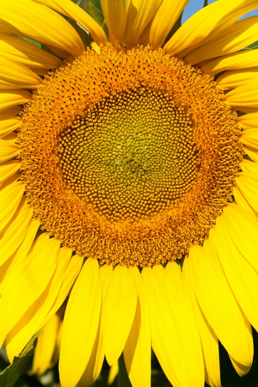 an image of a sunflower in the middle of the day