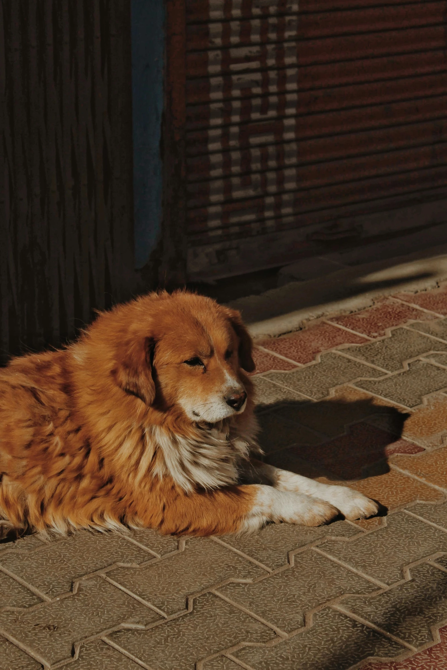 a red, brown and white dog laying on the ground