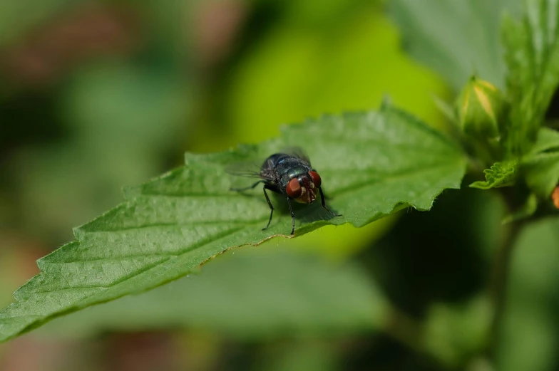a fly is perched on top of a green leaf