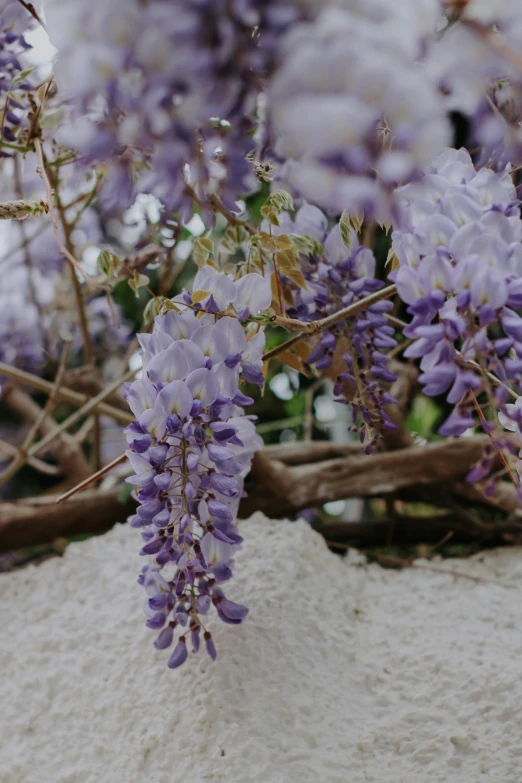 a close up of purple flowers in bloom next to sand