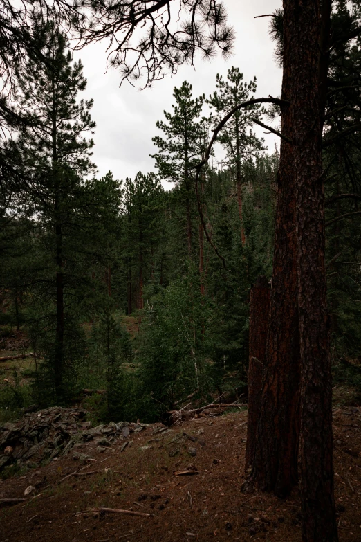 there are trees in the forest with an animal in the background