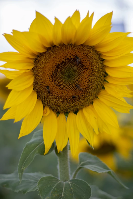 a sunflower with many bees is shown in this image