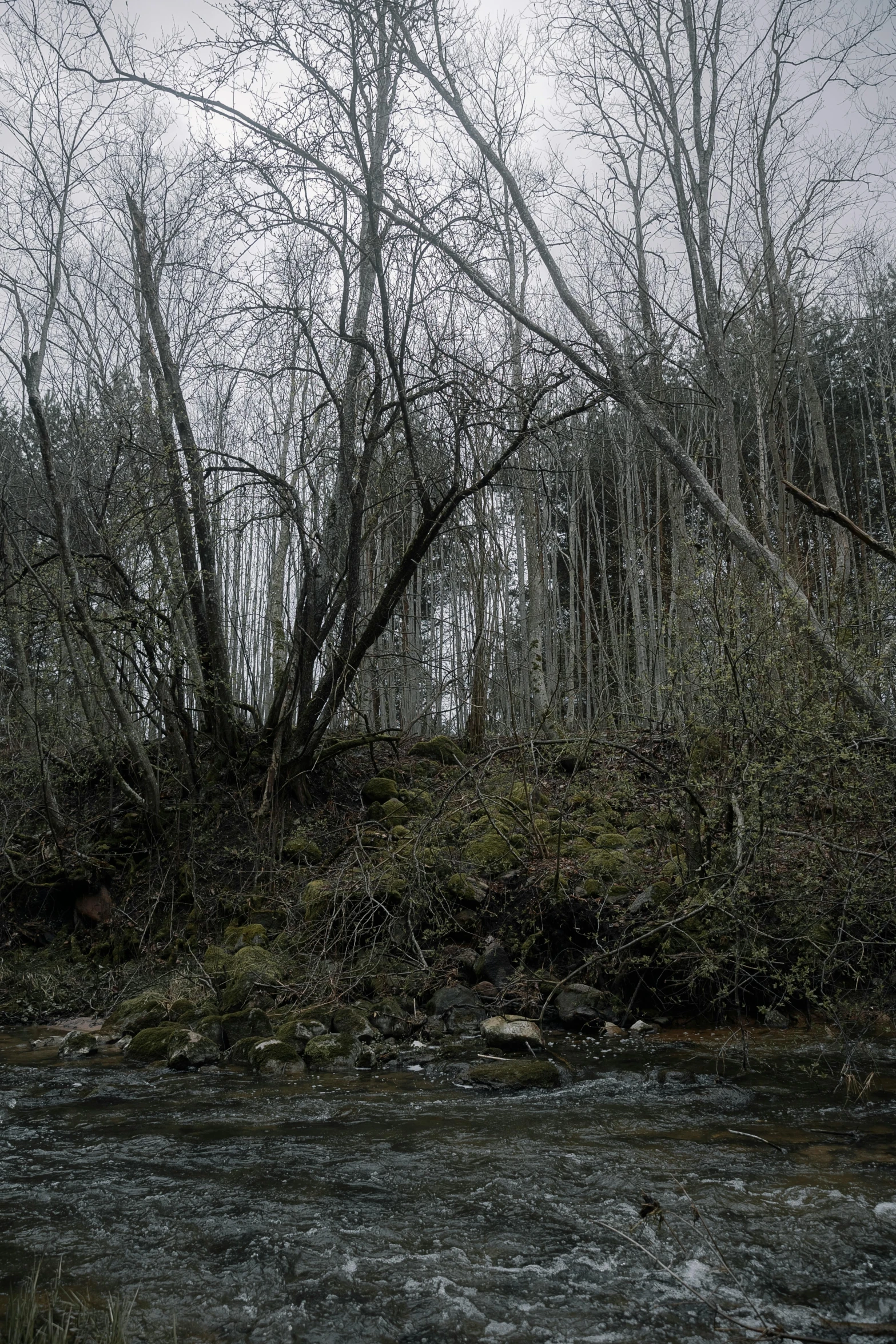 trees that are in the snow by a stream