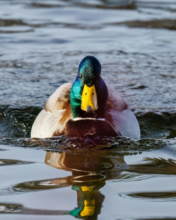 there is a duck floating on the water