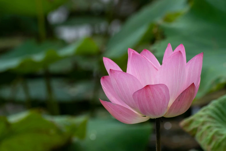 a pink flower blossoming from the center of the picture