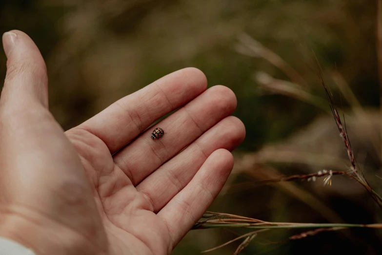 a hand holding a tiny bug in the middle of some grass