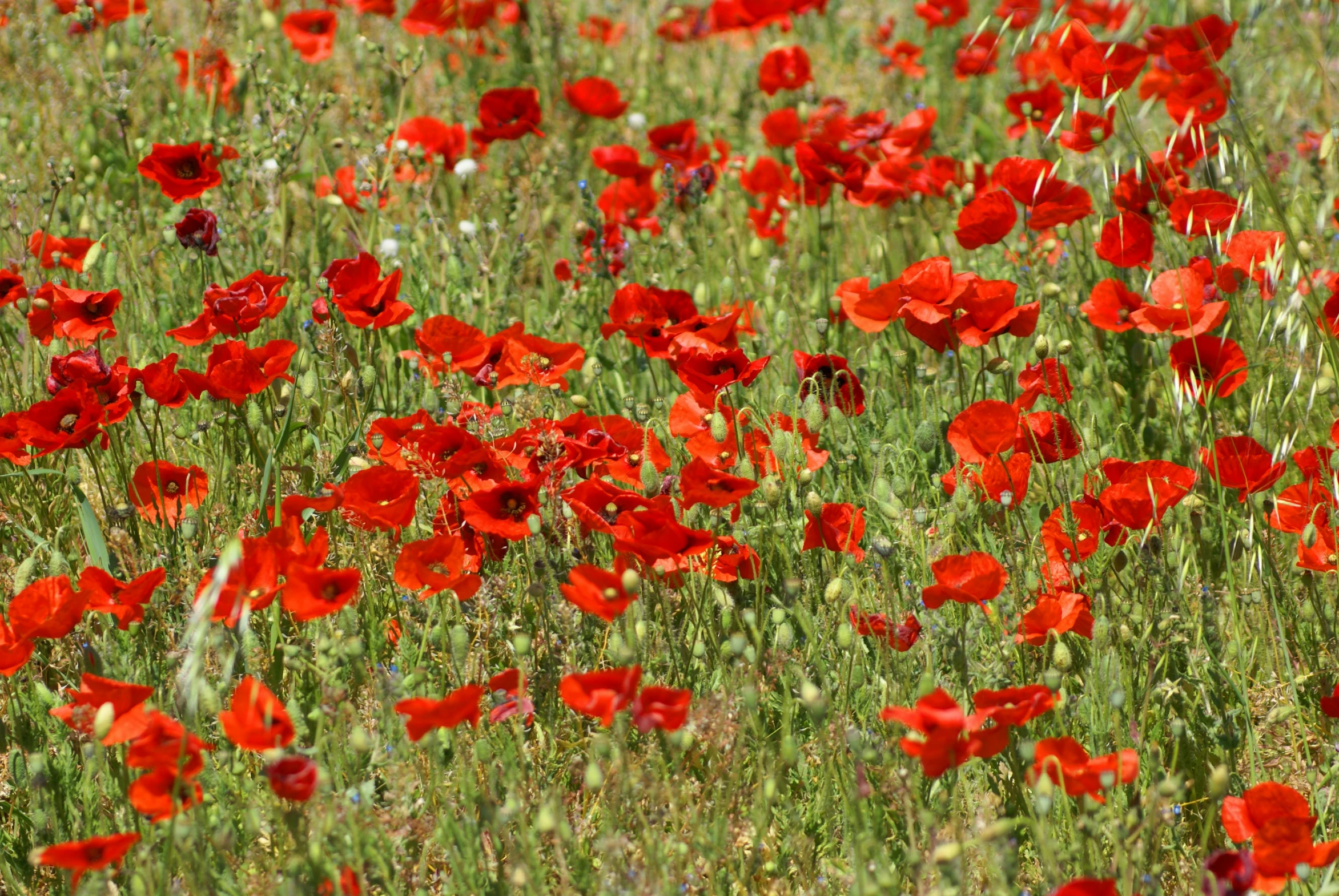 a large field full of red flowers and green grass