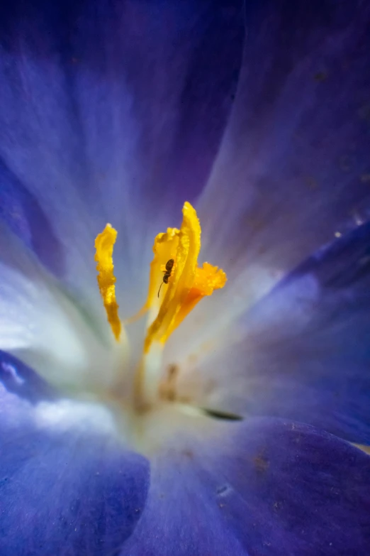 a close up po of a purple flower