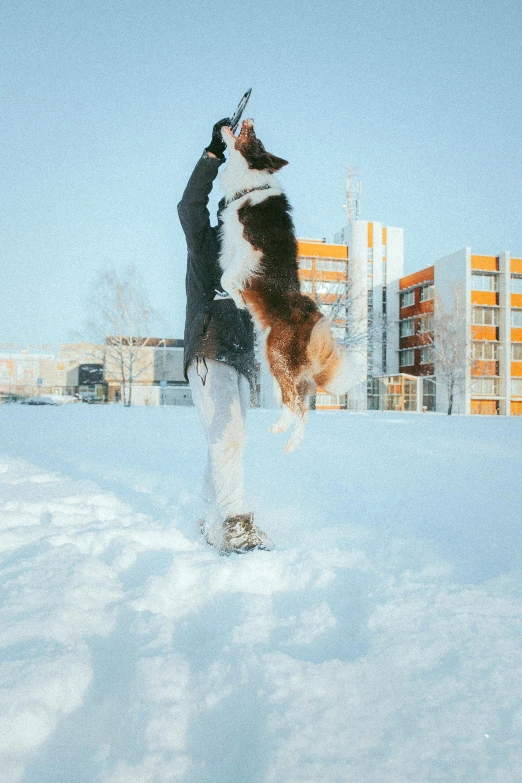 a dog jumps into the air to get his owner's snowboard