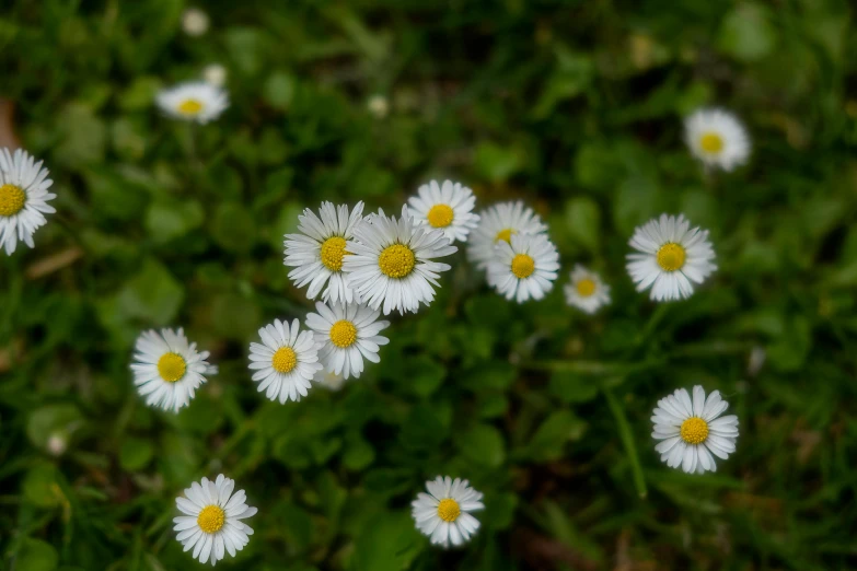 small white flowers growing in the grass with green leaves