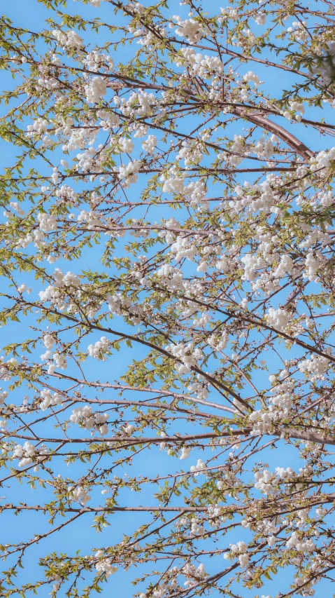 a tree with white flowers is shown against the sky