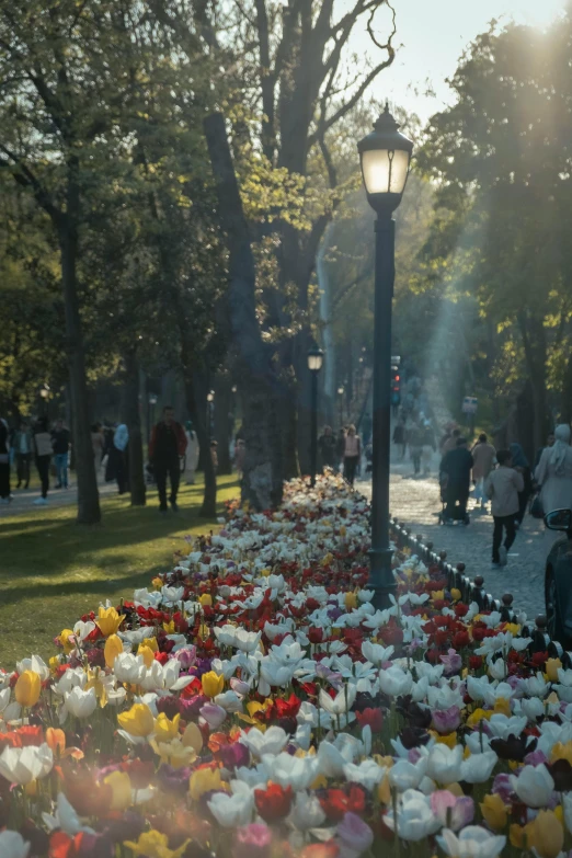 many flowered plants in a park and two street lamps