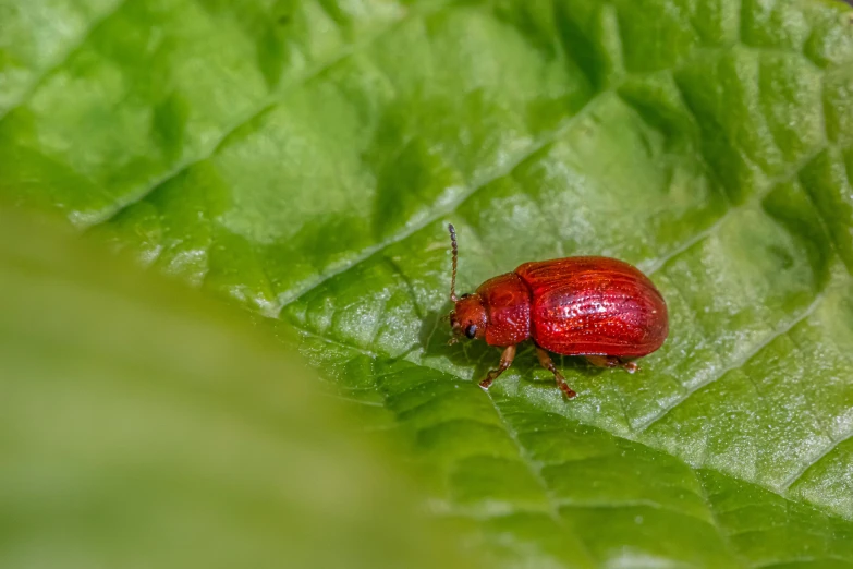 an insect is standing on a green leaf