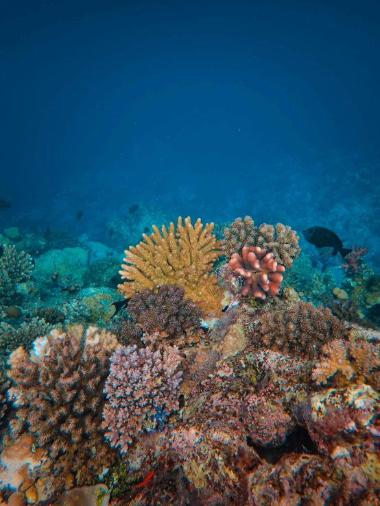 a black fish swimming on a hard coral