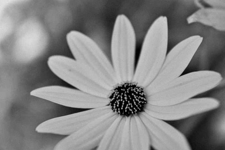 black and white pograph of a flower