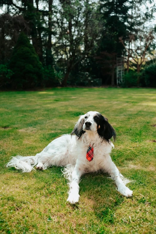 the dog is laying on the grass and looking forward