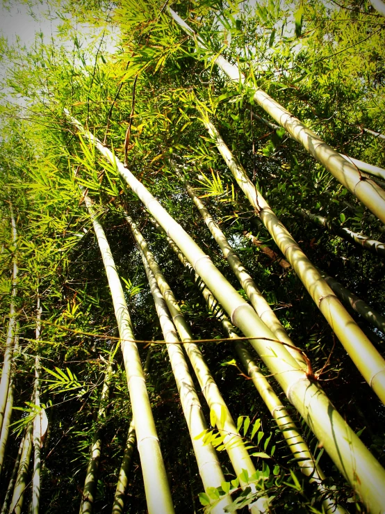 large trees stand in a straight row against a background of vegetation