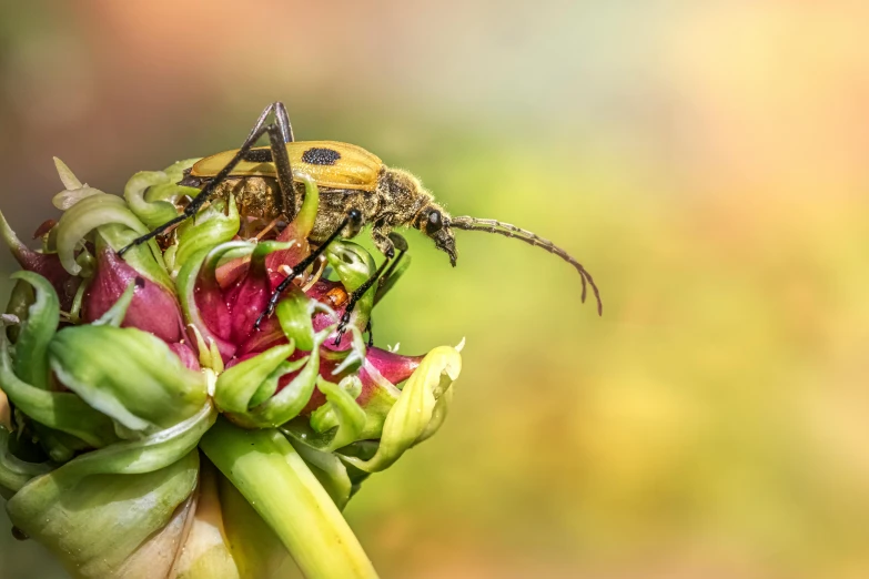 a green and yellow bug on a flower