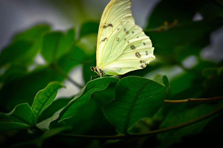 a white erfly perched on a green leaf