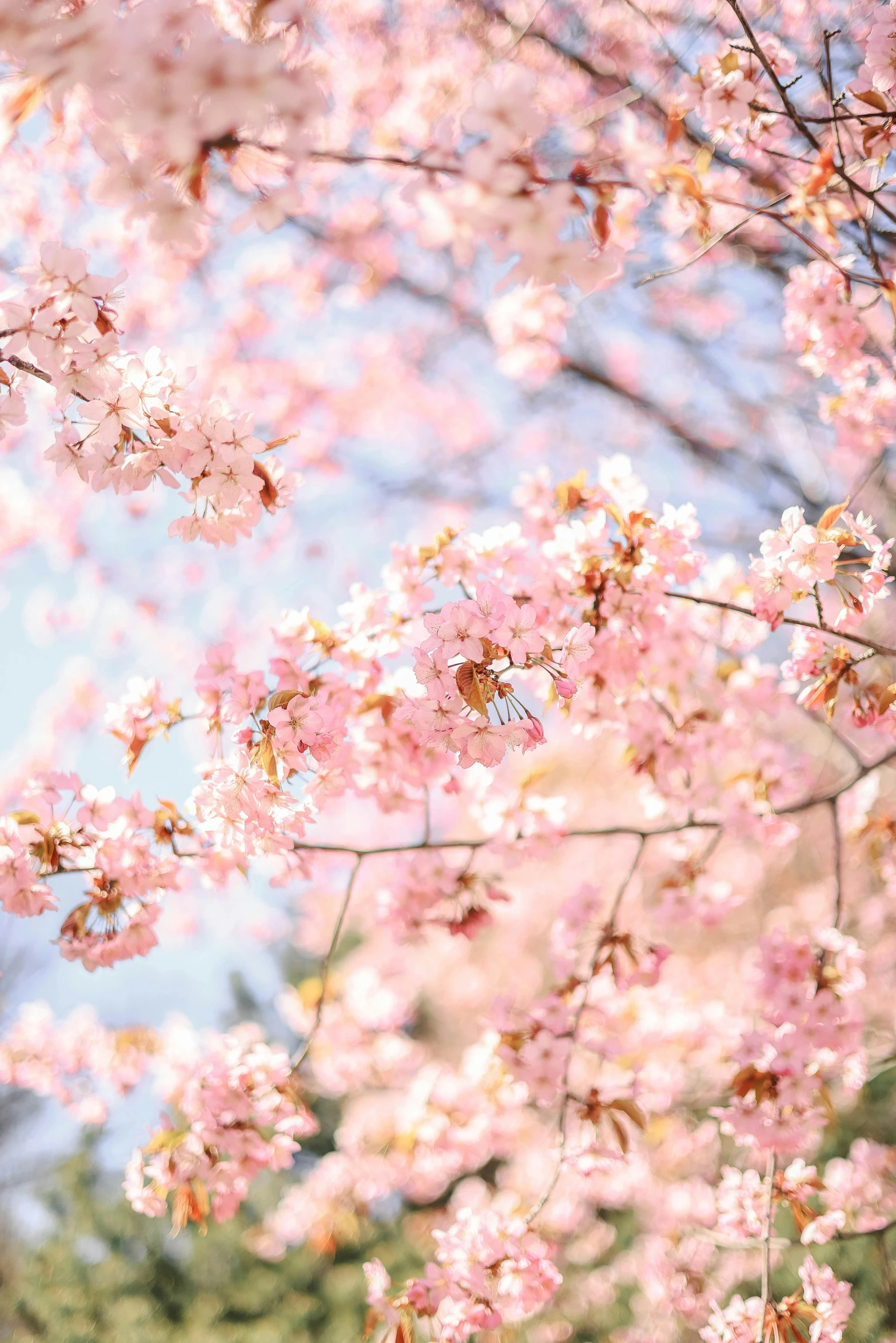 some pink flowers hanging on a tree